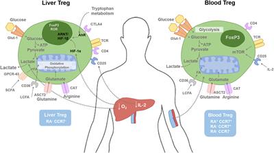 Regulatory T Cell Metabolism in the Hepatic Microenvironment